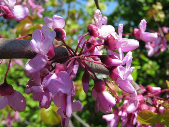 Arbre de judée - CHÂTEAU DE BUSSY RABUTIN - 24/04/2026