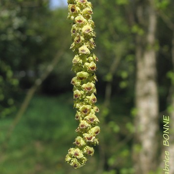 Bouleau -  - 17/04/2026