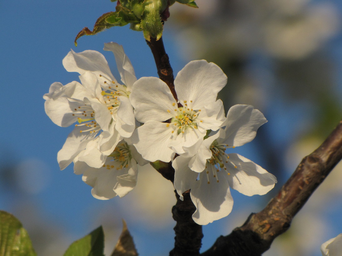 Cerisier - JEAN-PIERRE DARDAYROL - 28/04/2026
