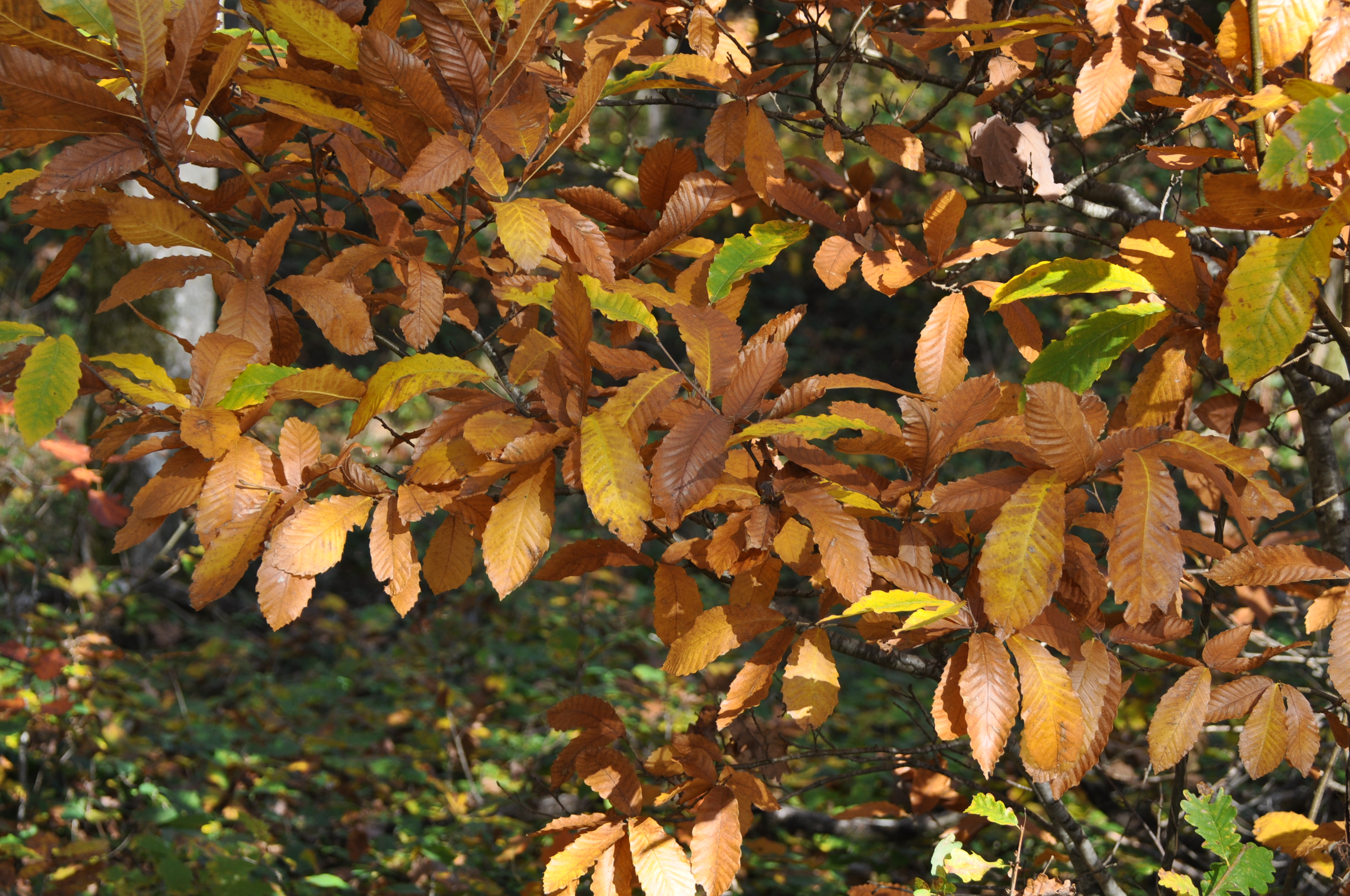 Image Châtaignier
