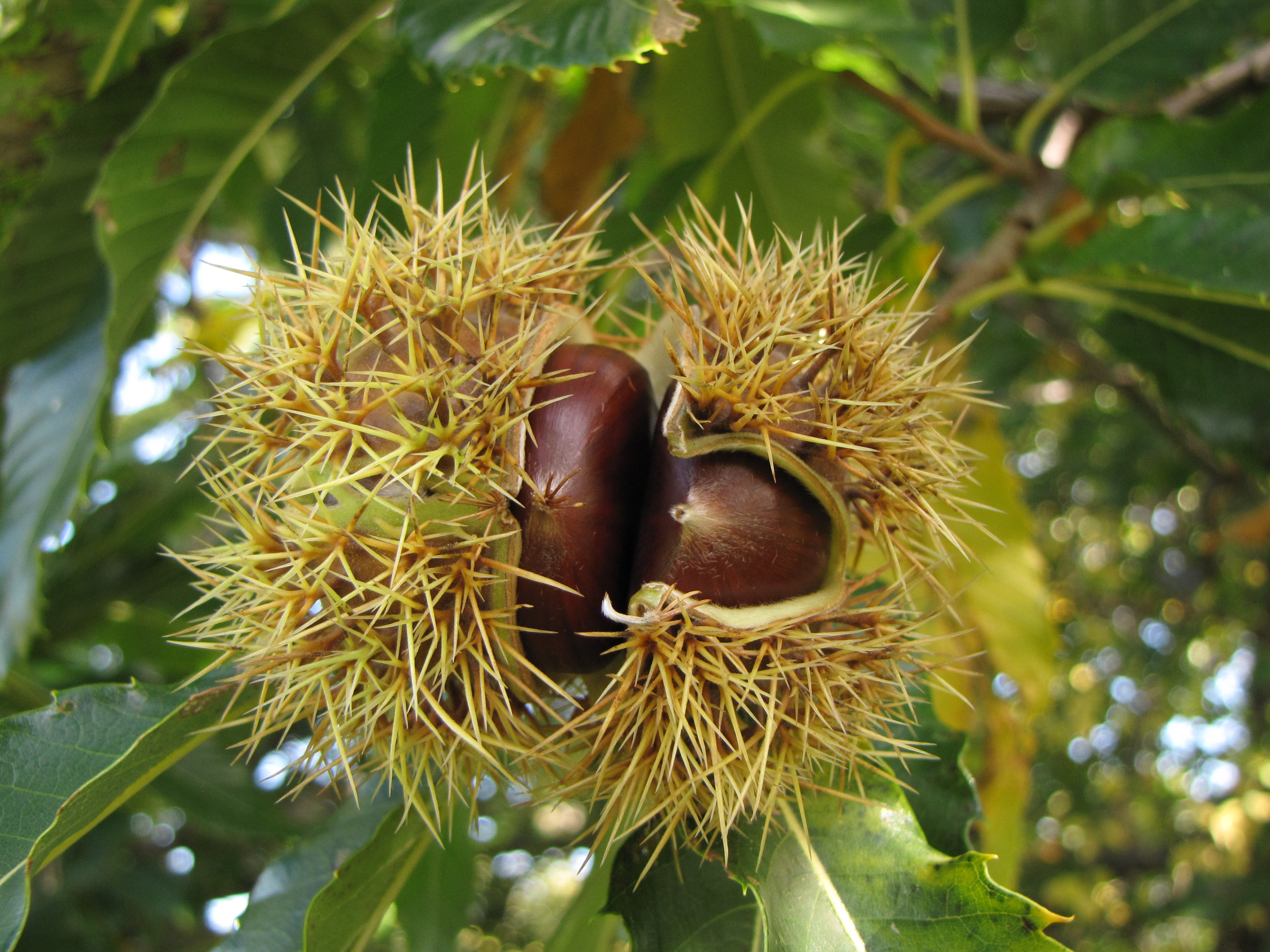 Châtaignier - JEAN-PIERRE DARDAYROL - 17/04/2026