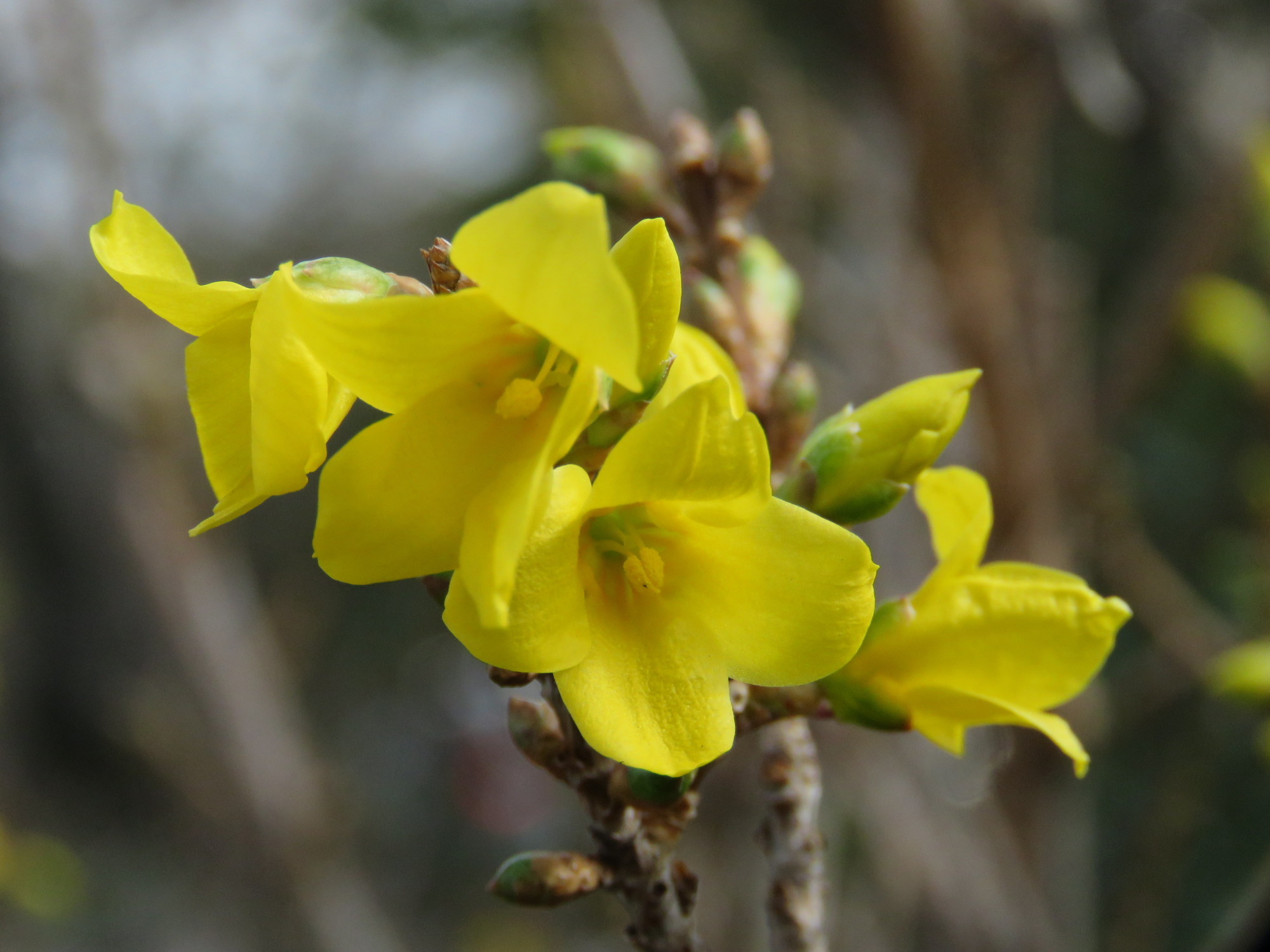 Forsythia - MARIETTE LECLAIRE - 25/03/2023