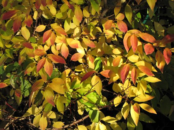 Forsythia - ODS PROVENCE IMBE - 01/12/2023