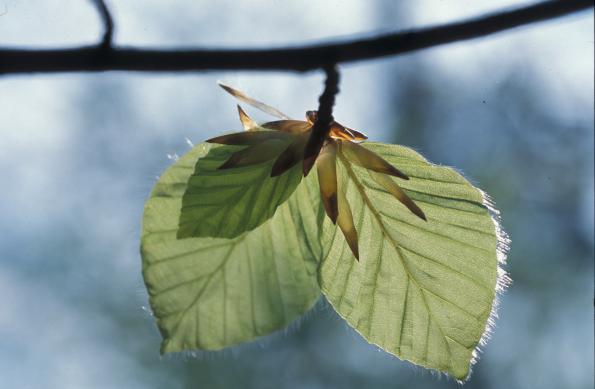 Hêtre commun - COCCO CORINNE - 20/04/2026