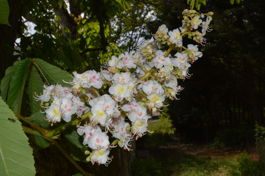 Marronnier -  - 17/04/2026