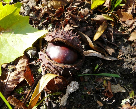 Marronnier -  - 09/09/2026