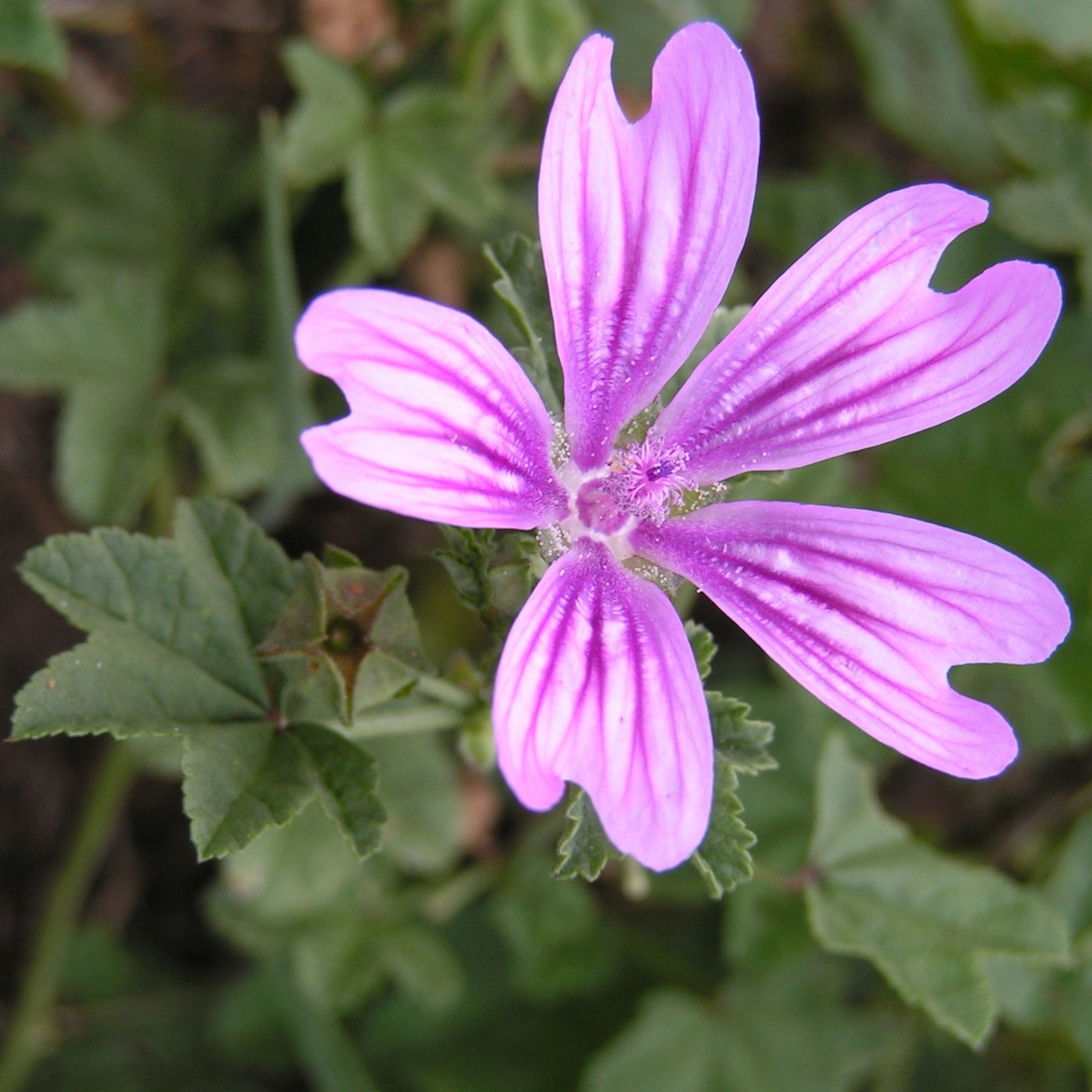 Image Mauve