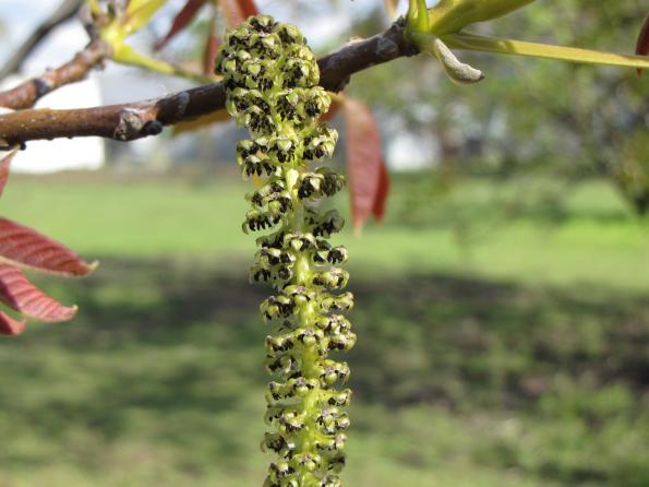 Noyer commun - LA MAISON DU BOCAGE ET LE JARDIN BOTANIQUE DE LA VILLE DE SAINS DU NORD - 27/04/2026