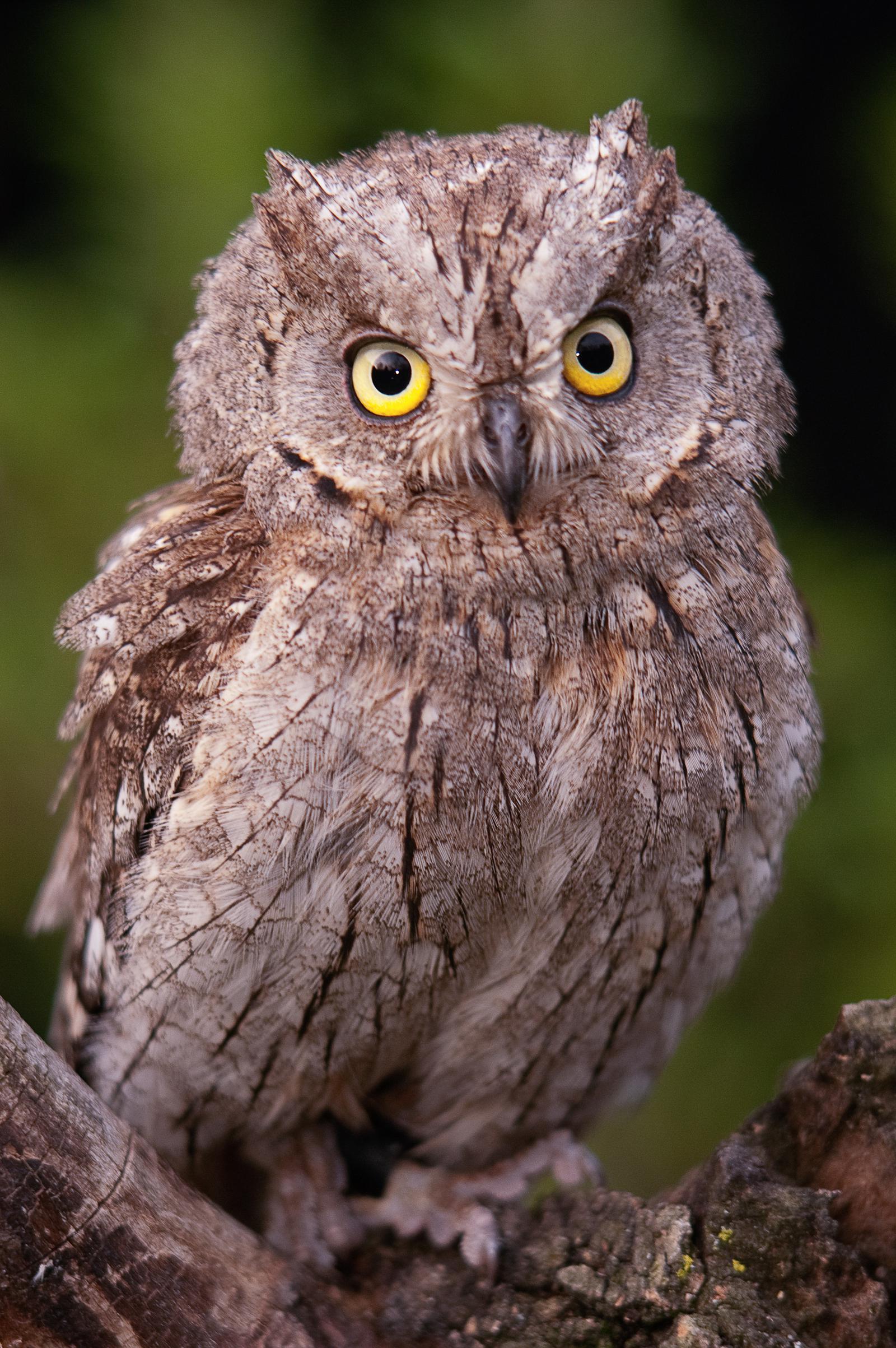 Image Petit duc scops