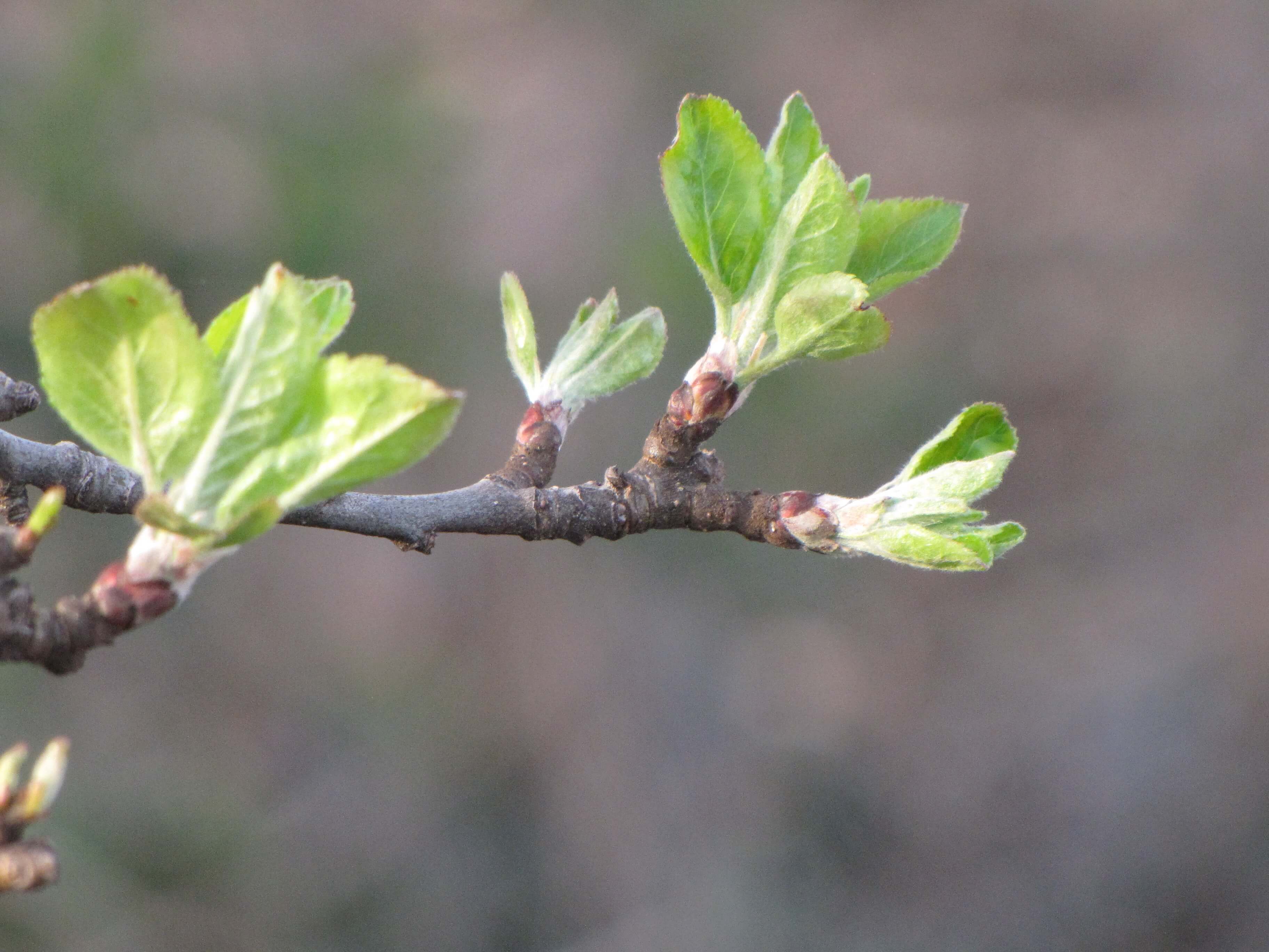 Pommier - SACHER - 29/04/2025