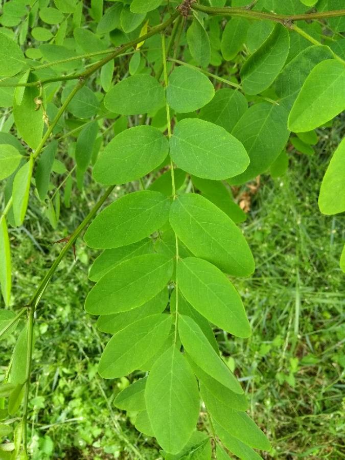 Robinier faux-acacia - JEAN-PIERRE DARDAYROL - 17/04/2026