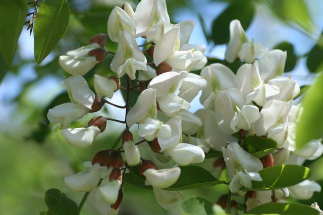 Robinier faux-acacia - HILDEGARDE BOEMARE - 04/05/2025