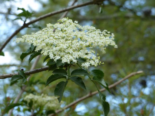 Sureau noir -  - 23/04/2026