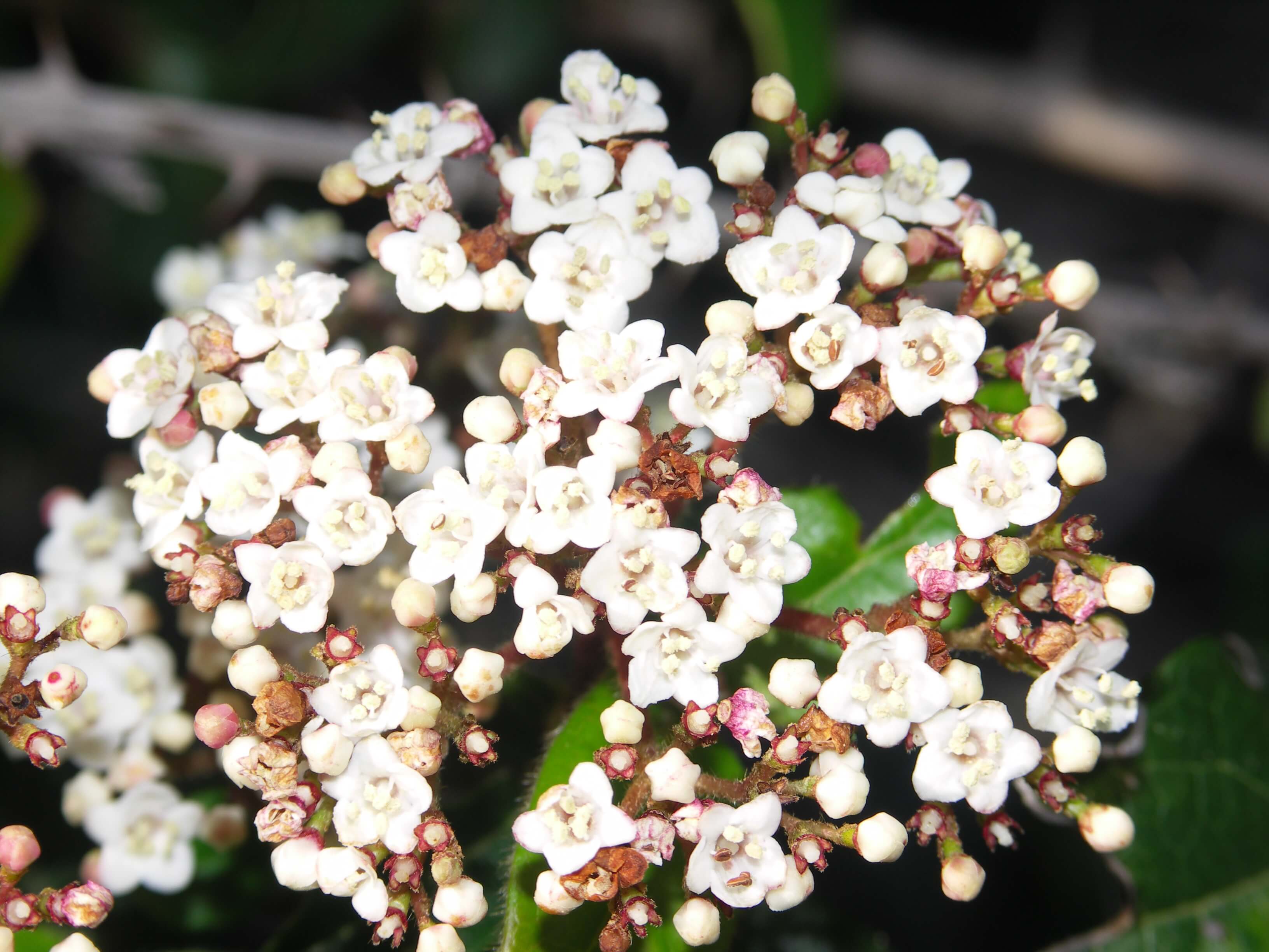 Viorne tin - BERNIER - 22/04/2026